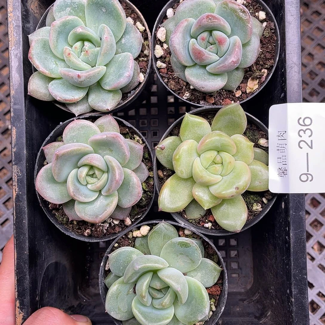 多肉一物一拍9-236