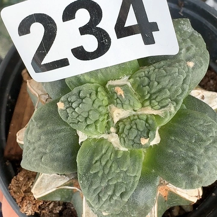 【闪购商品】无花朵云*怒涛234