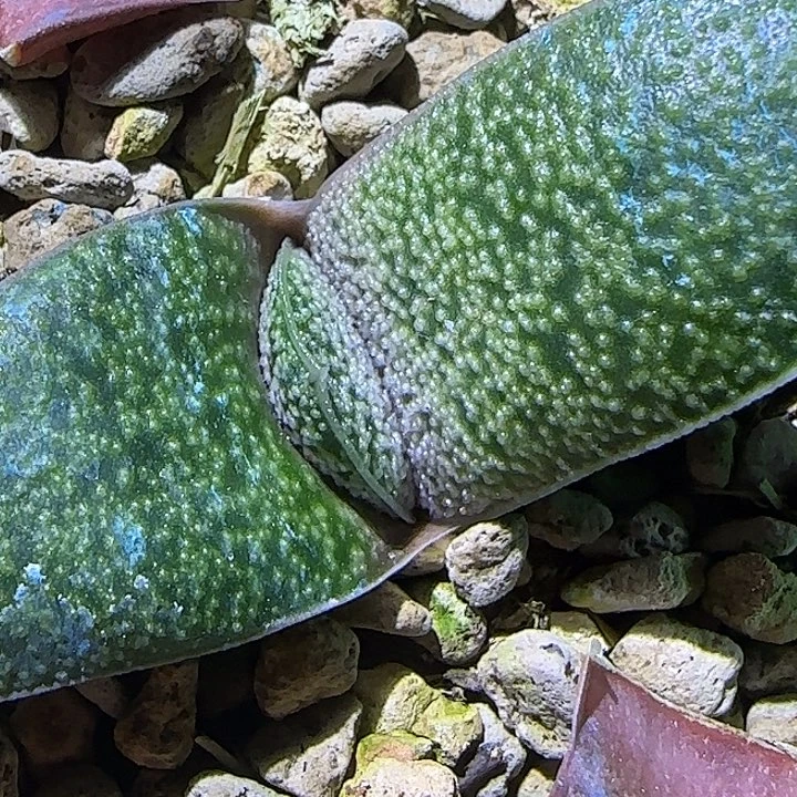 实生新品倒刺釉卧牛