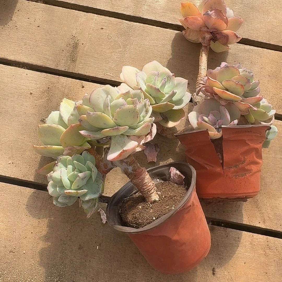 冷***底16464664466464464644