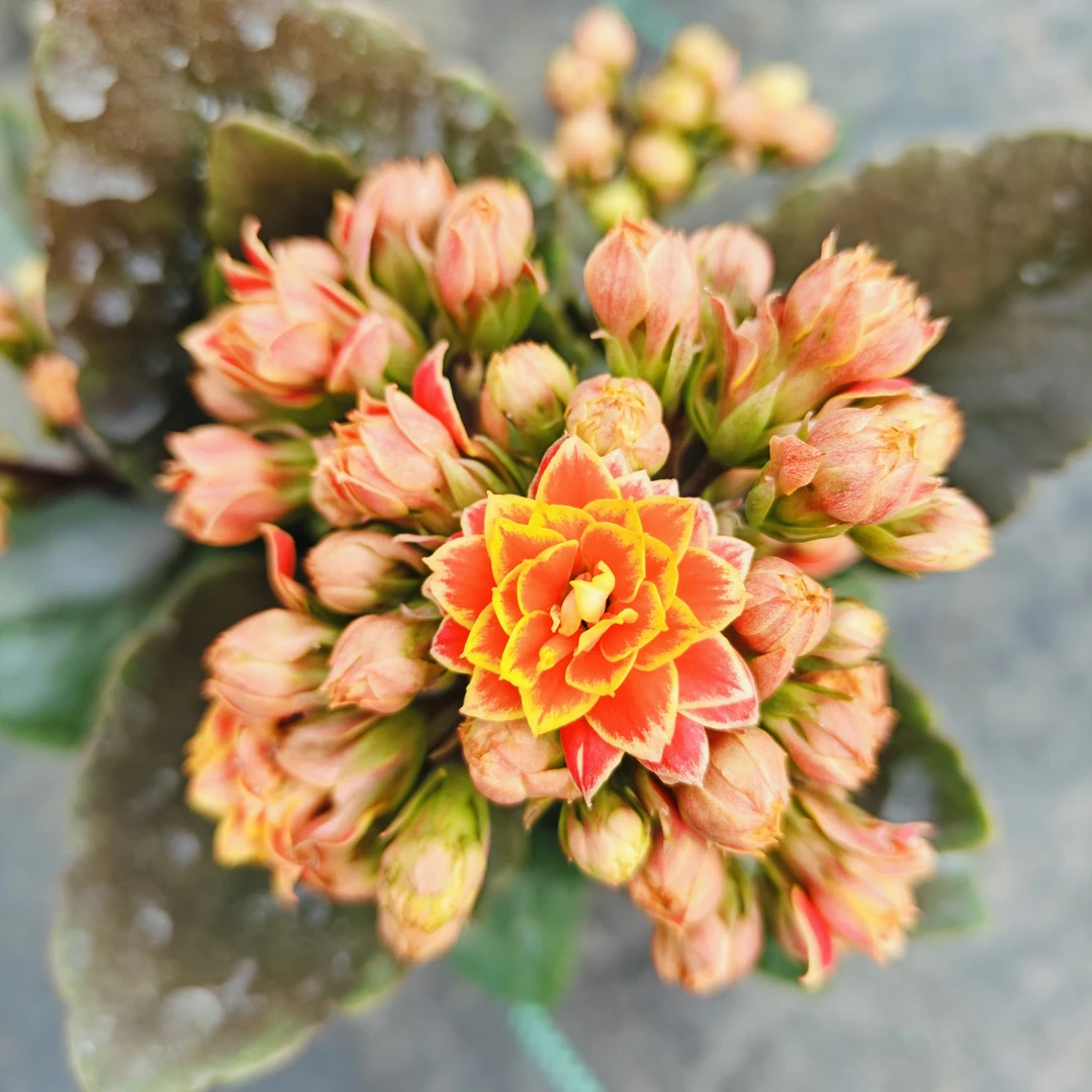 【金丝带长寿花】适合家庭养殖常年开花颜色鲜艳靓丽