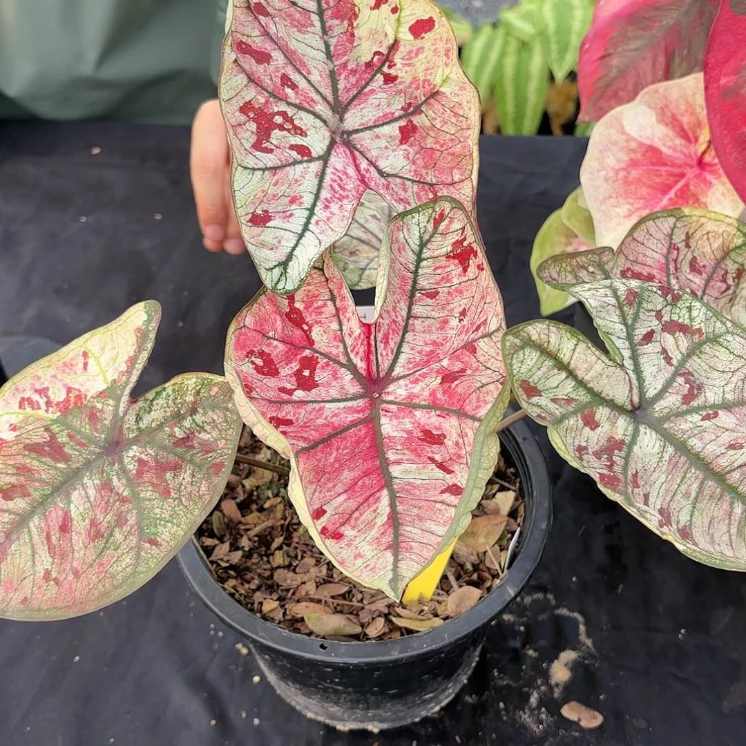 泰国彩叶芋11-0117 多肉