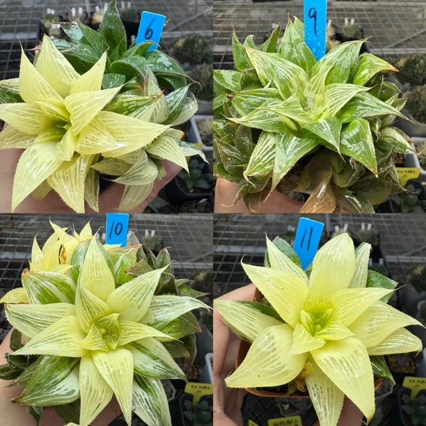 2 号芭缇雅寿锦满18元包邮一物一拍带盆1月 10 号更新