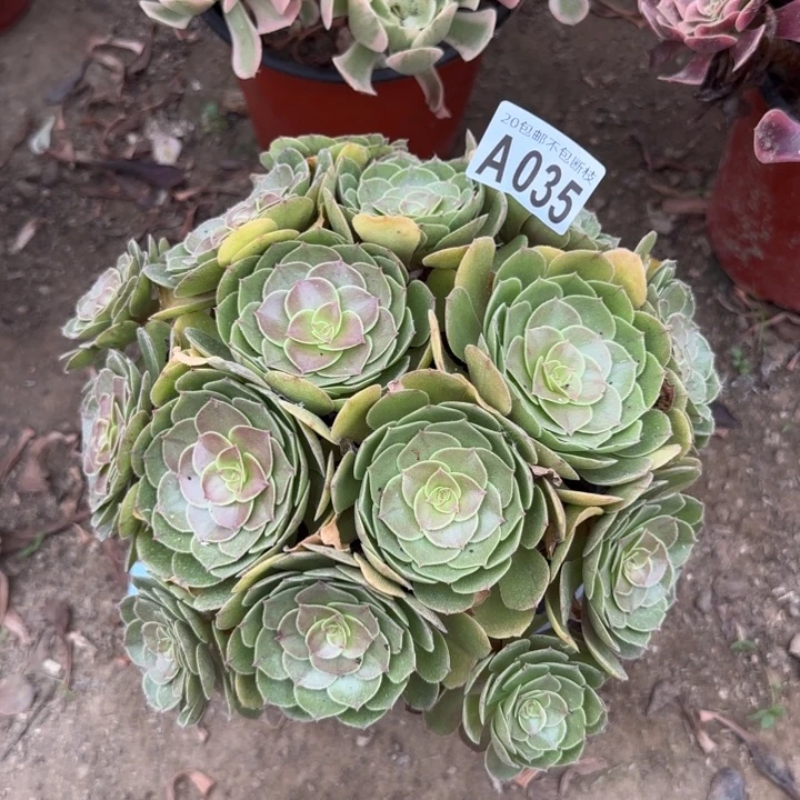 ****猫万圣节……不包断枝……