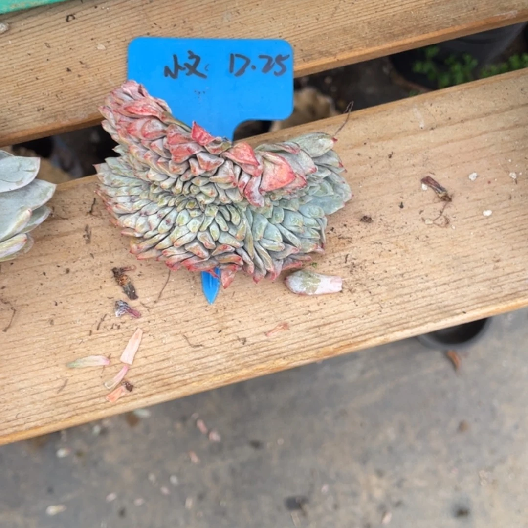 E***文小文石榴籽缀化50多肉