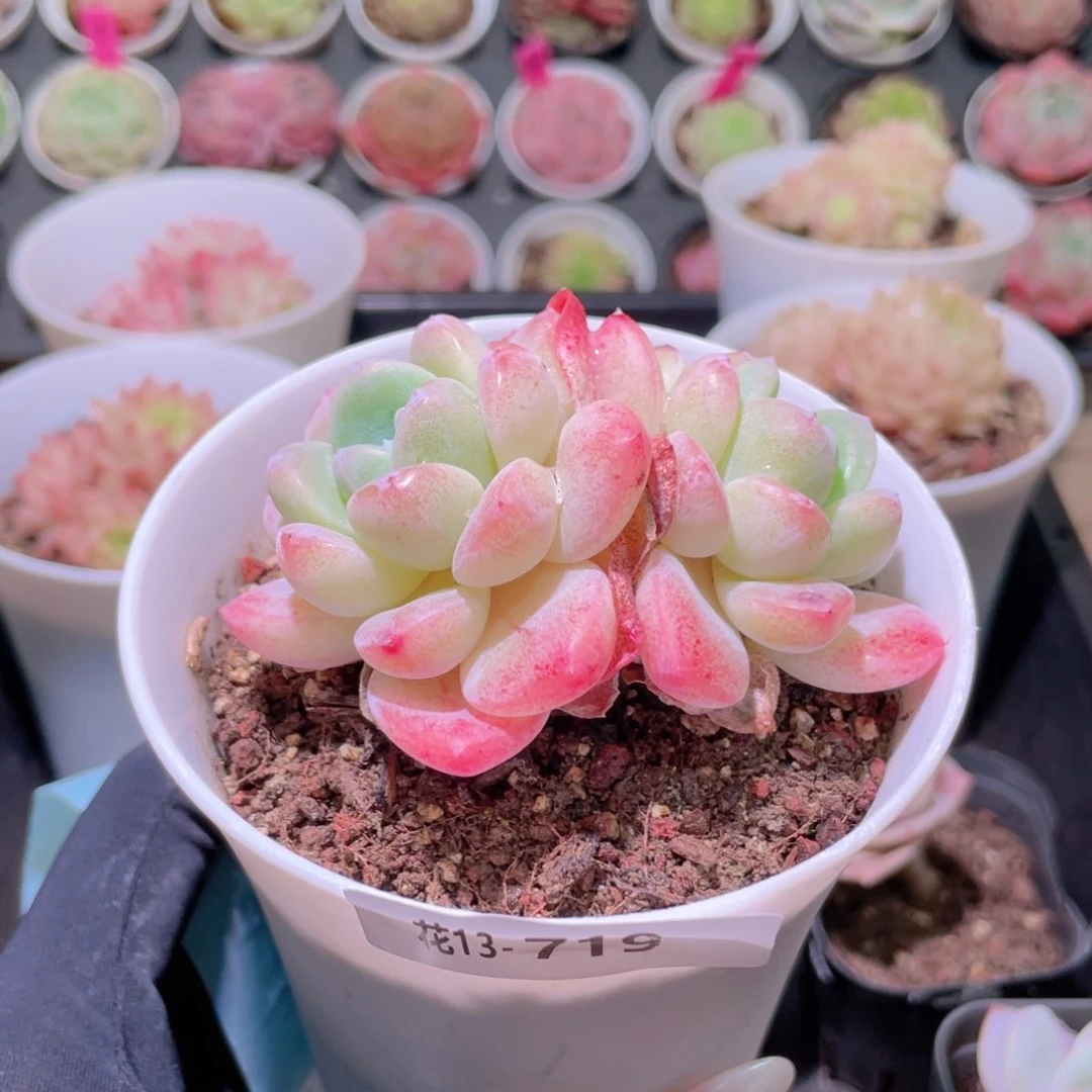 花利美13-719冰玉