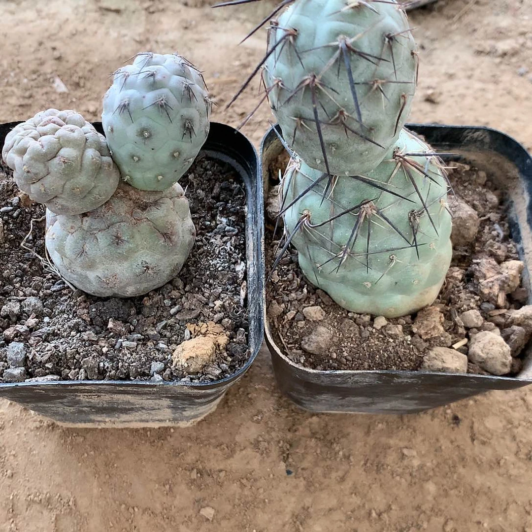 【闪购商品】一*啊两棵绿皮习