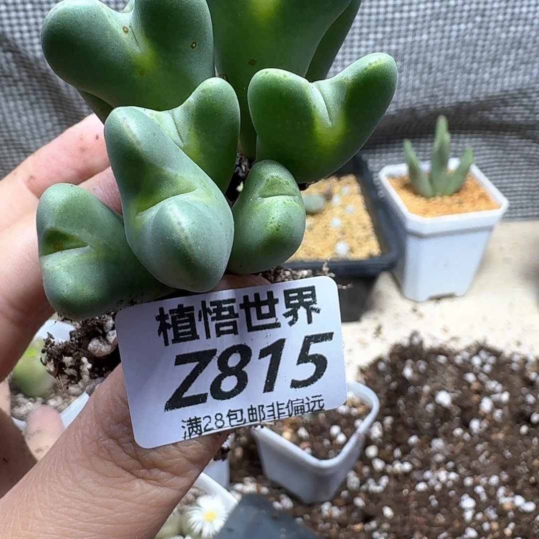 多肉植物的人生fghn