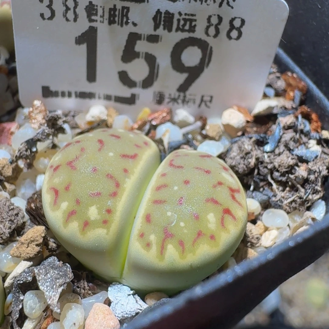 ？***Ssss精品生石花159