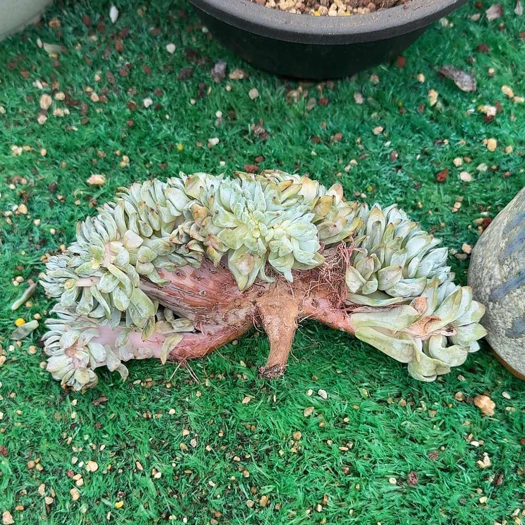 星影缀呀呀呀呀呀