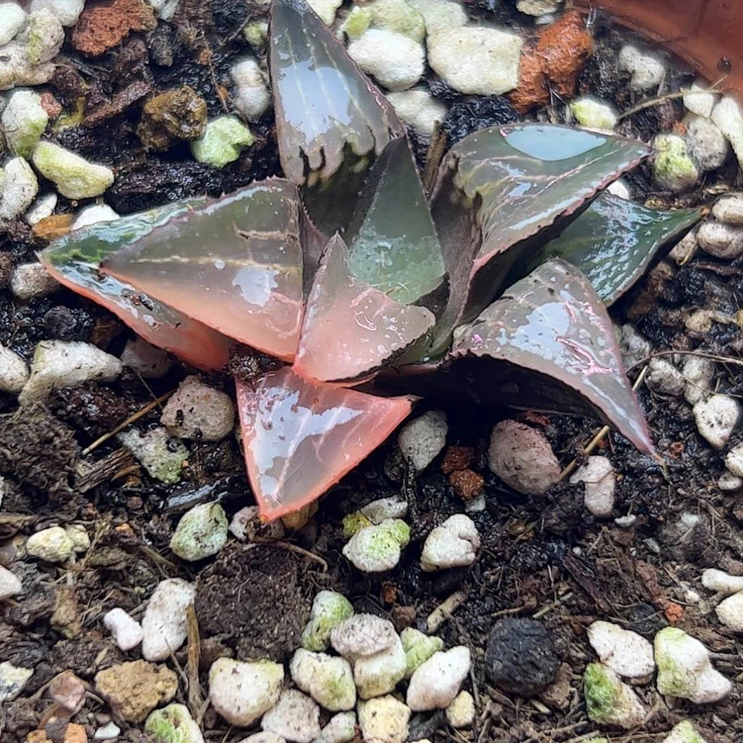 酒吞童子锦十二卷多肉植物