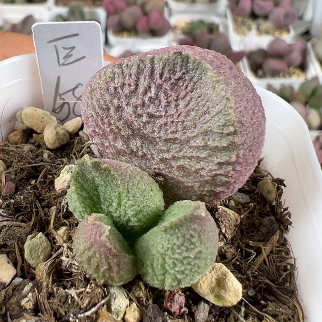 w巨猪宝多肉植物水泡
