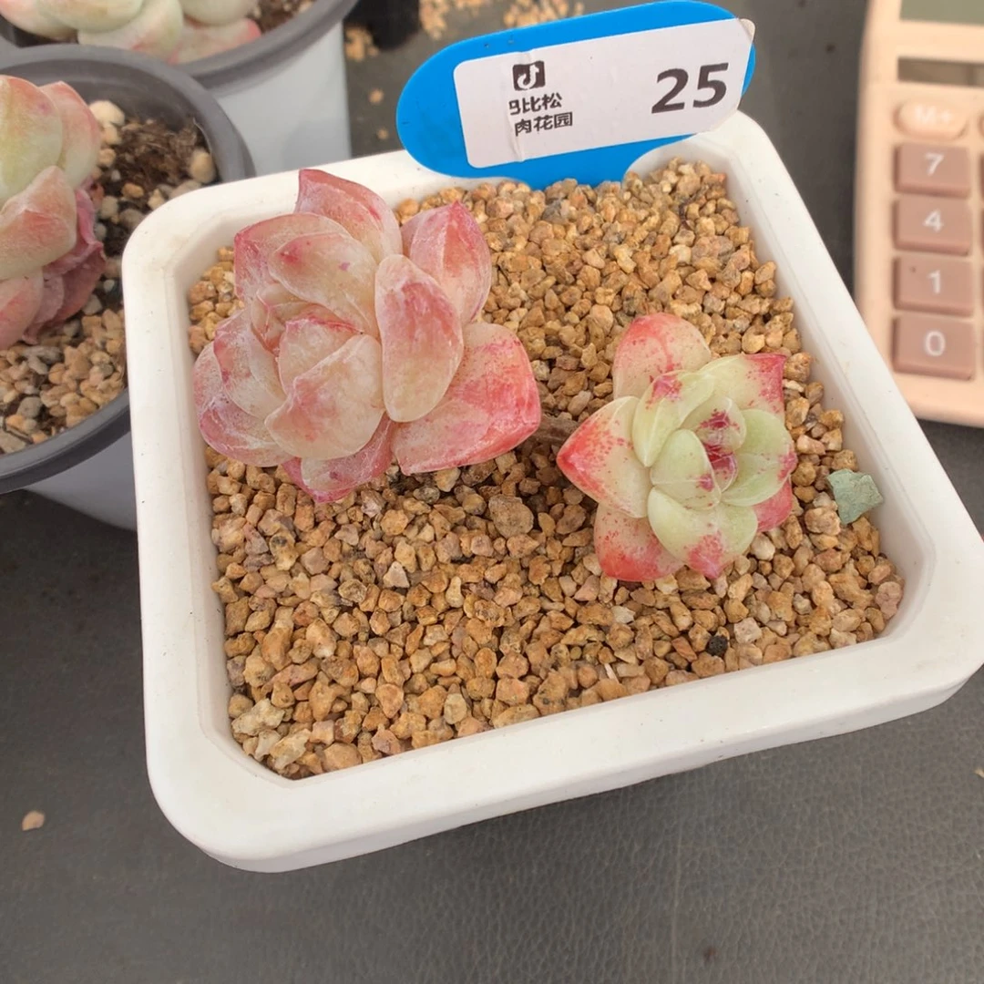 多***控25 冰玉石化多肉多肉