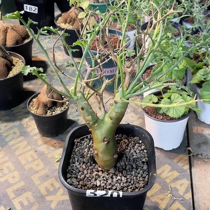 320超大香水杨葵块根