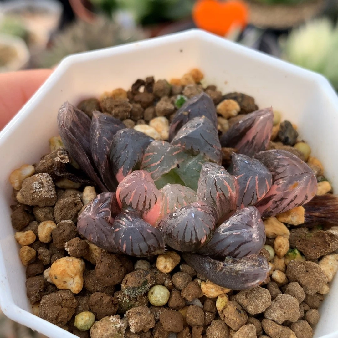 紫罗兰玉锦，带盆一起