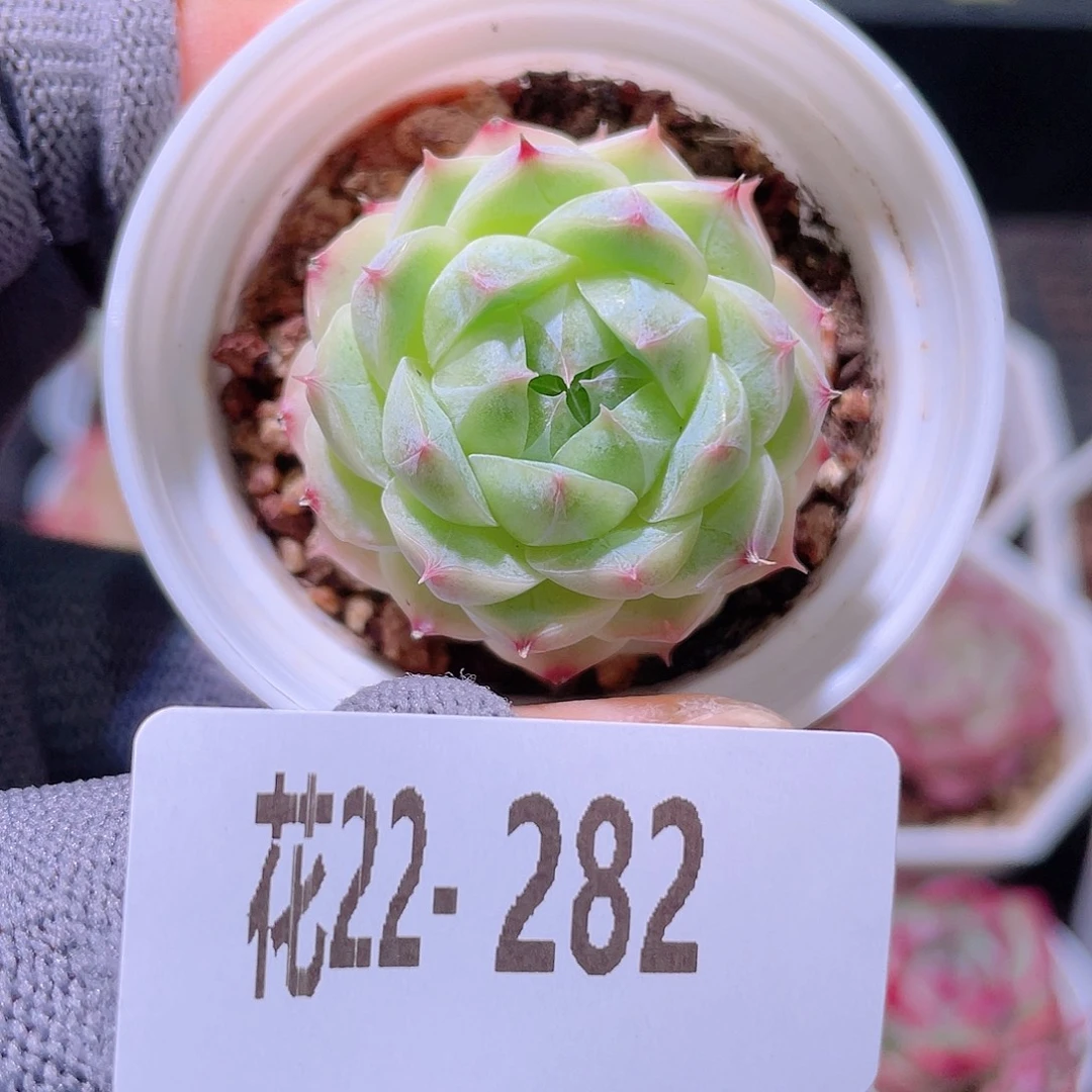 花利美22-282麦秆