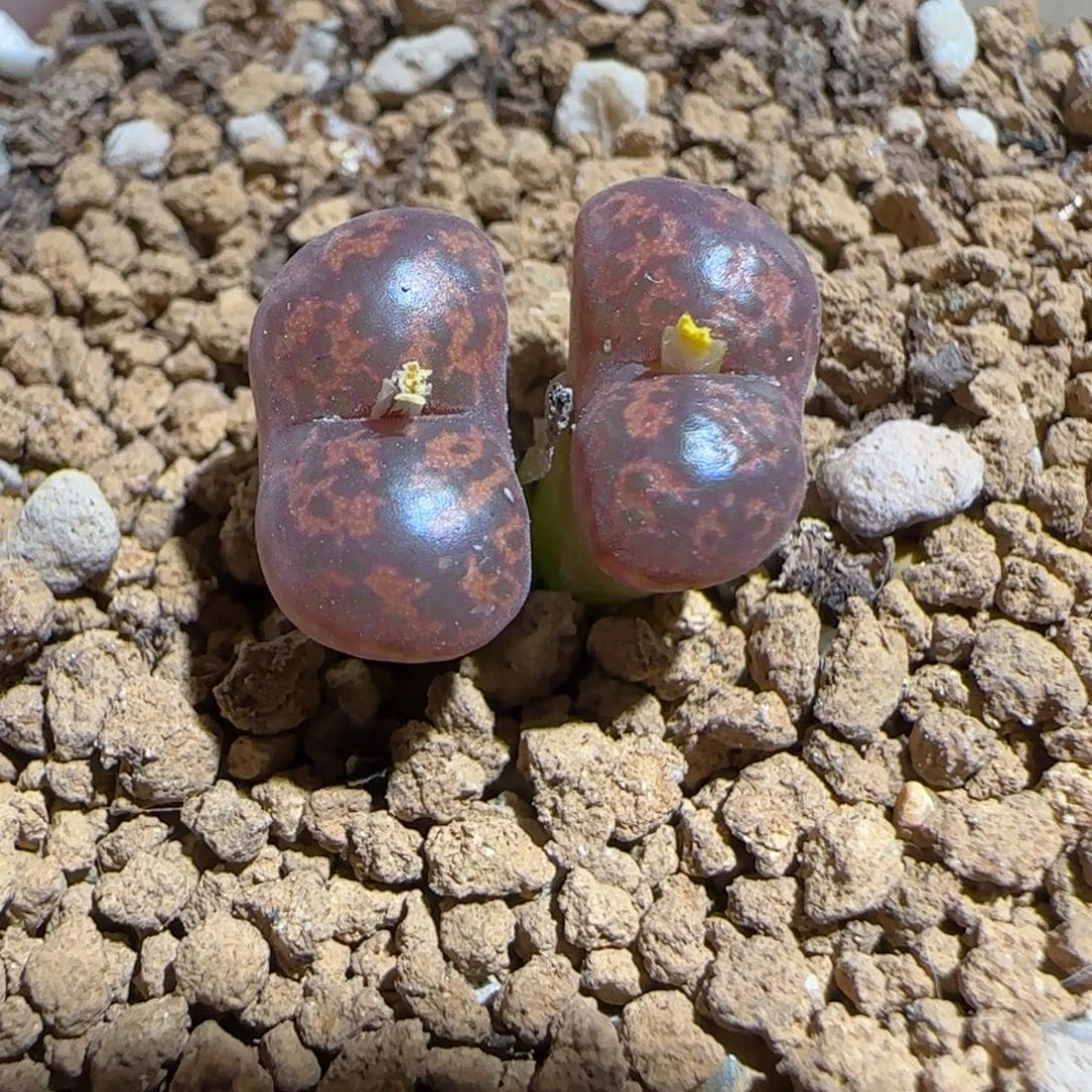 肉锥多肉植物组合-勋章928