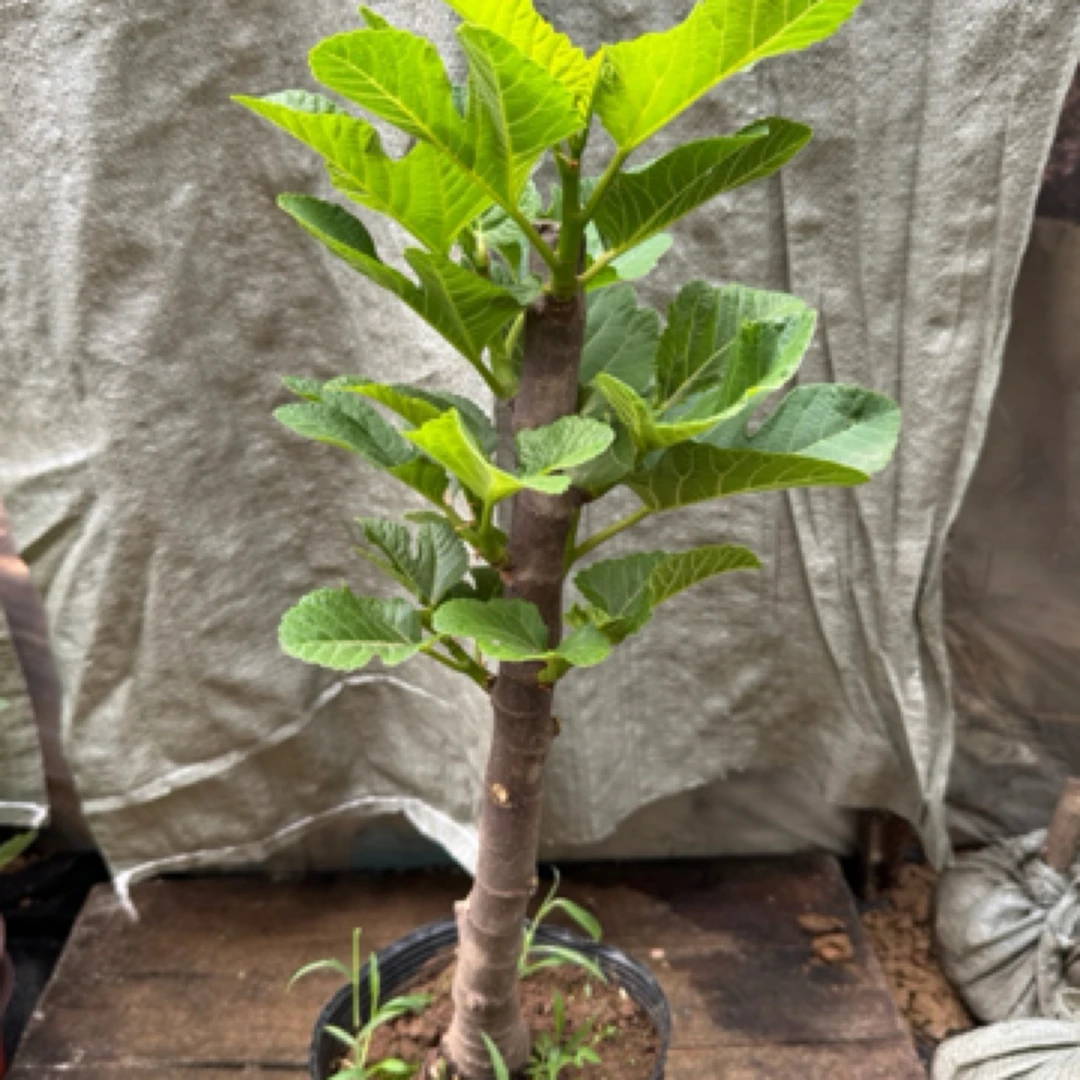 花卉绿植一物一拍