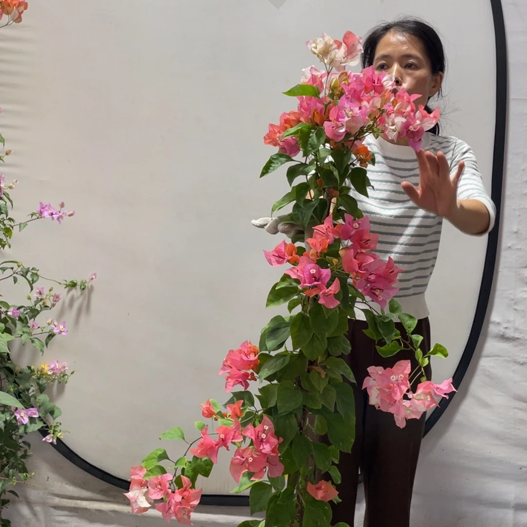 大部分花苞少量开放三角梅