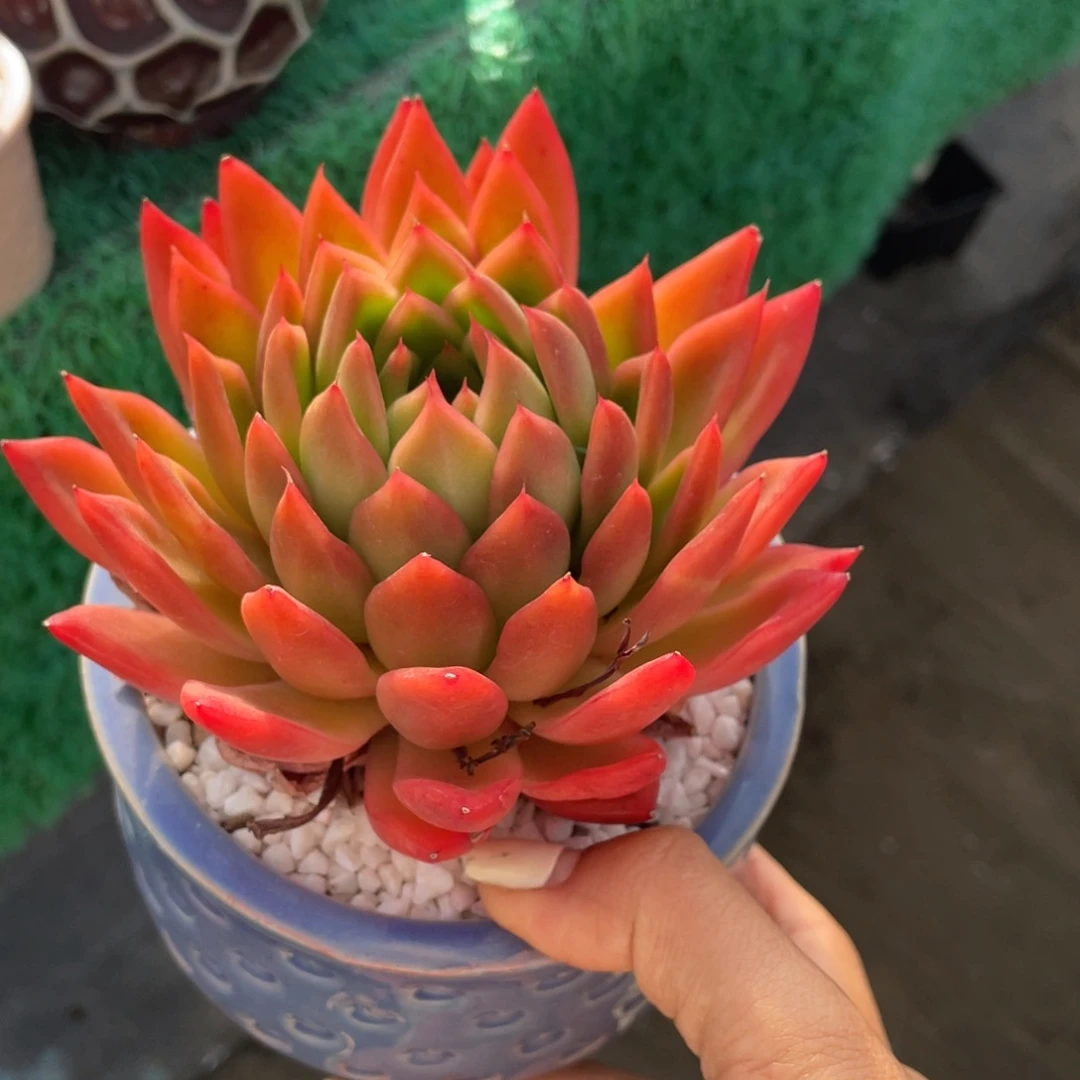 多肉植物盆栽多肉