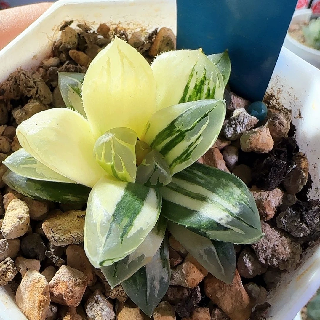 23号非组花水晶侧芽一物一拍带盆土