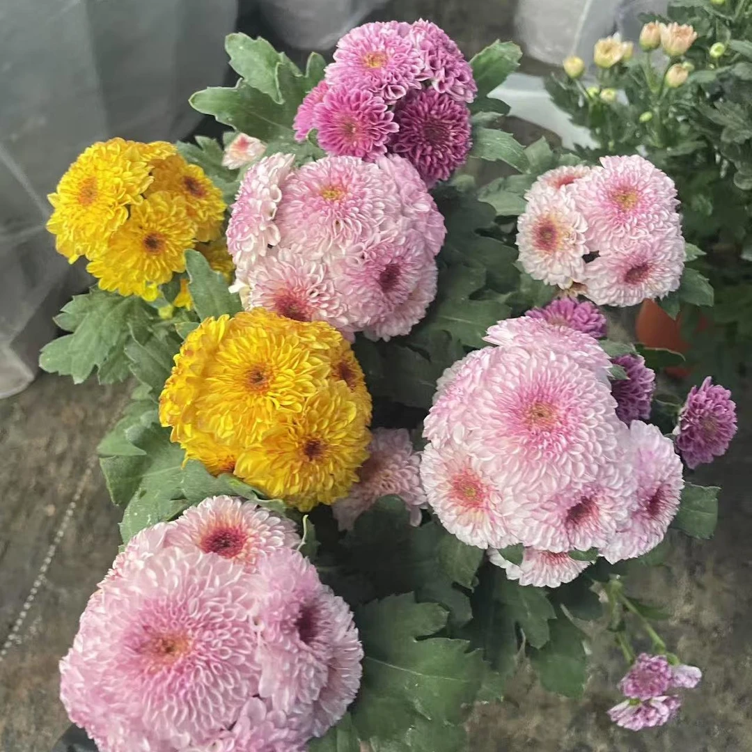 【金布鲁诺】小菊花 耐热耐晒庭院阳台易养护