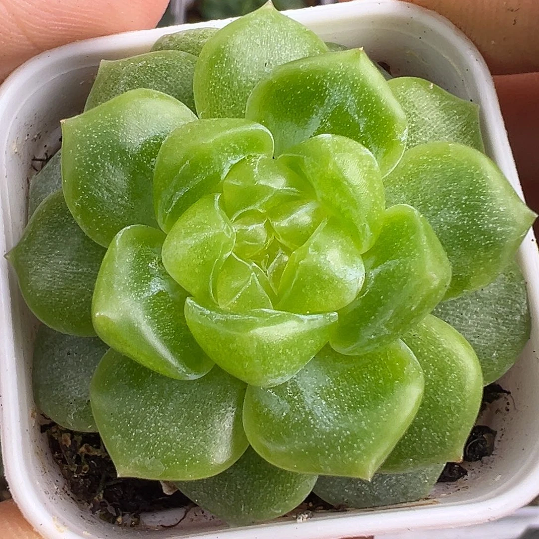 下播福利。原价38。
