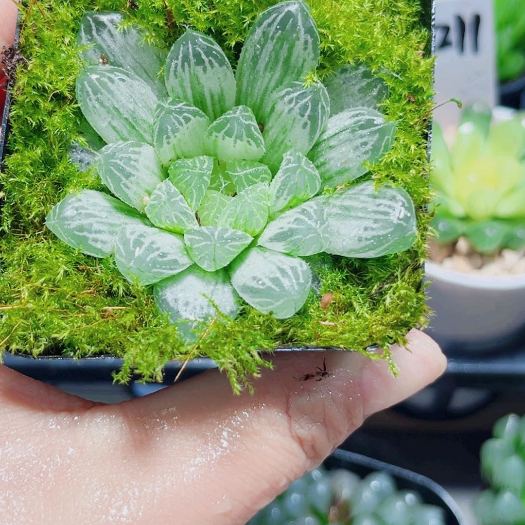 白斑玉露多肉植物6666