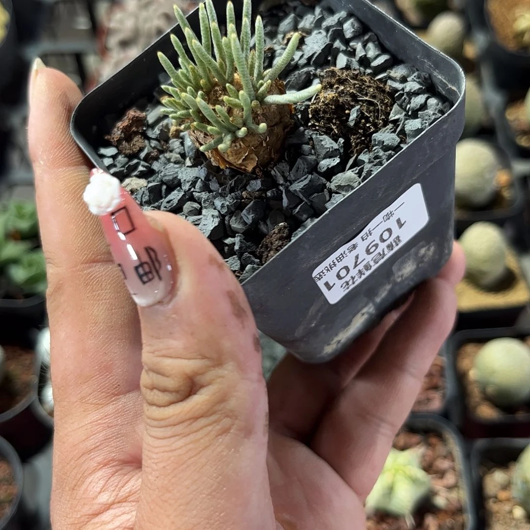 挽***～109701一物一拍单头发货