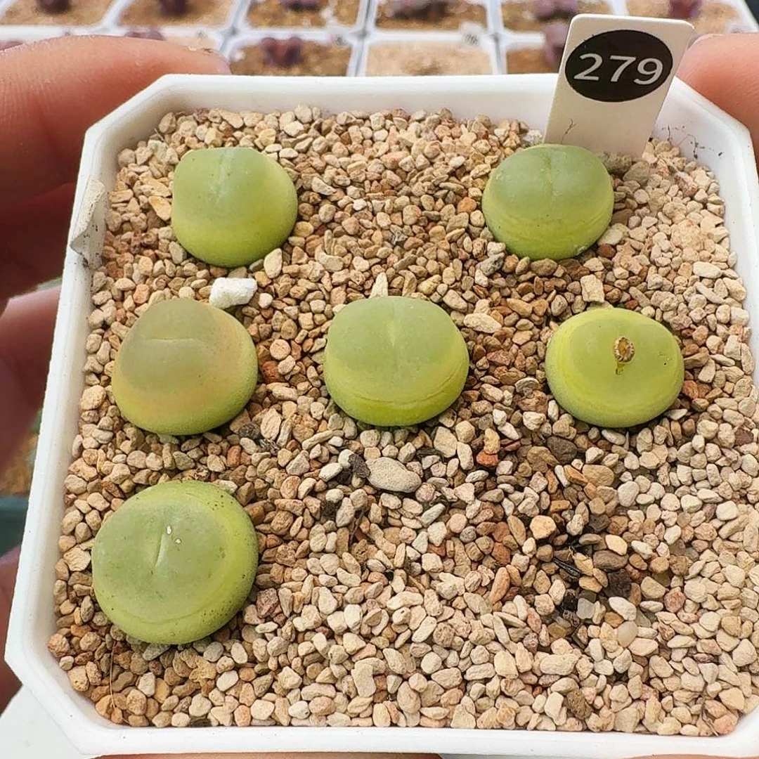 多肉植物福利拉登打包279