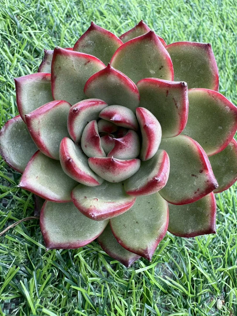 小单头花田错 【满19包邮】