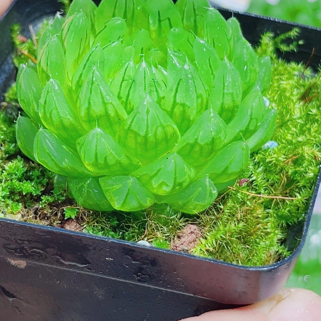 蝉翼玉露多肉植物6666