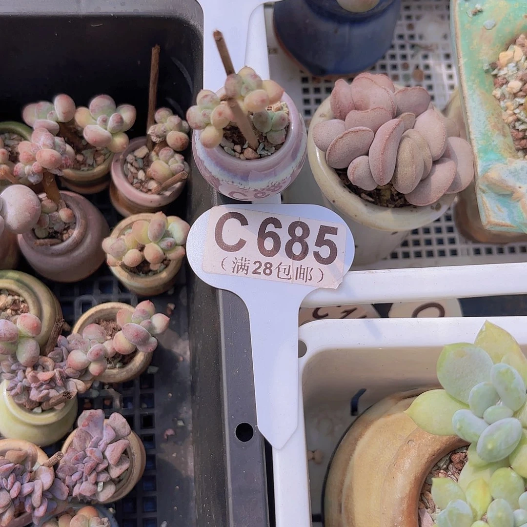 小***举C685萤火虫一物一拍
