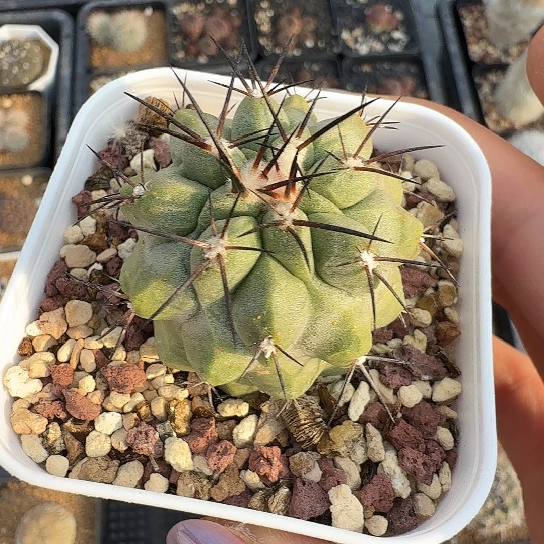 侧芽黑王丸脱土发货