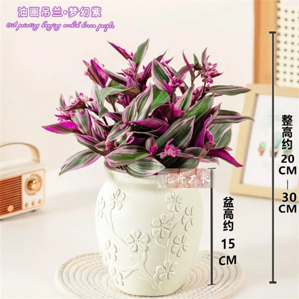 油画吊兰彩色垂吊室内盆栽办公室阳台吸甲醛可水培可扦插耐旱绿植