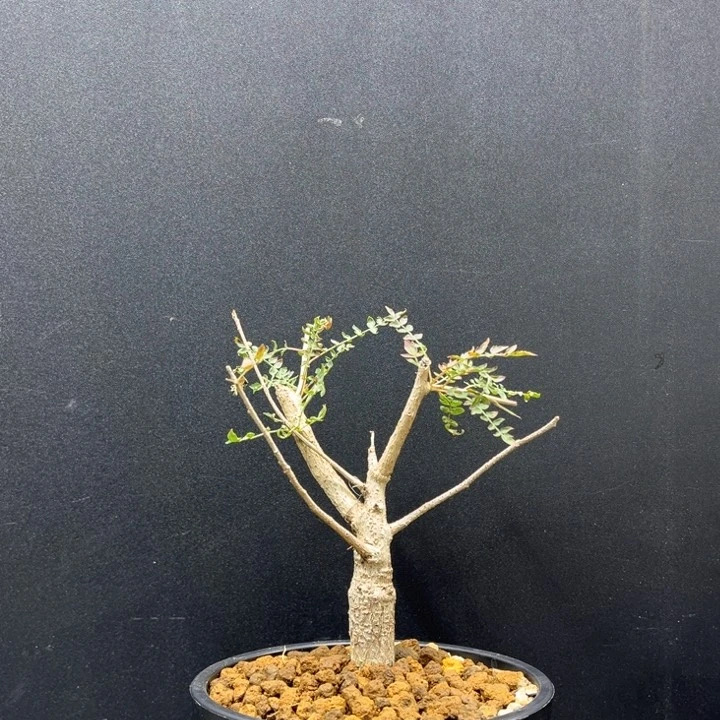 尼勒达乳香1111111111111111111