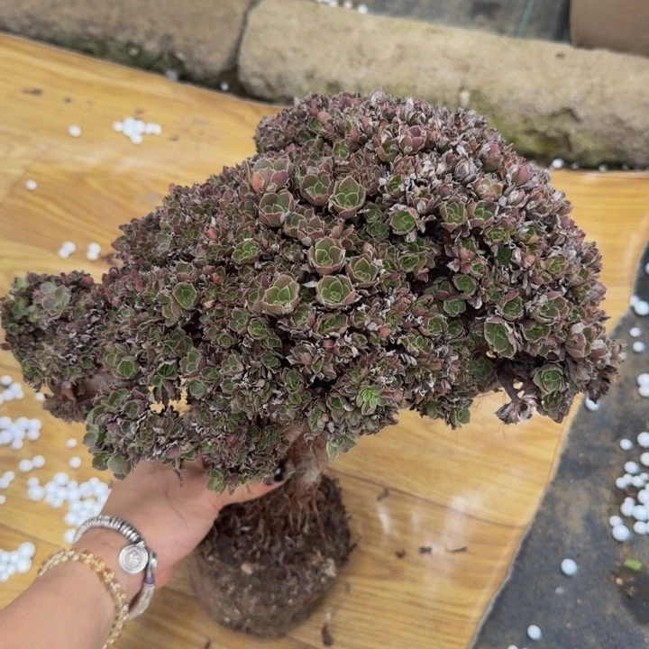 特价法师特特特特053