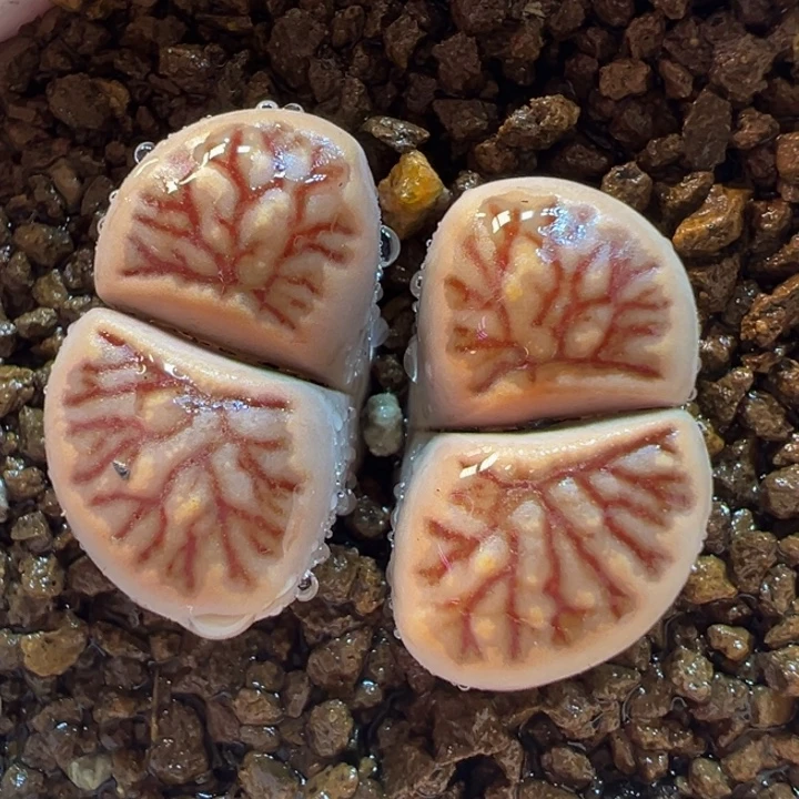 血管菊化石多肉带盆