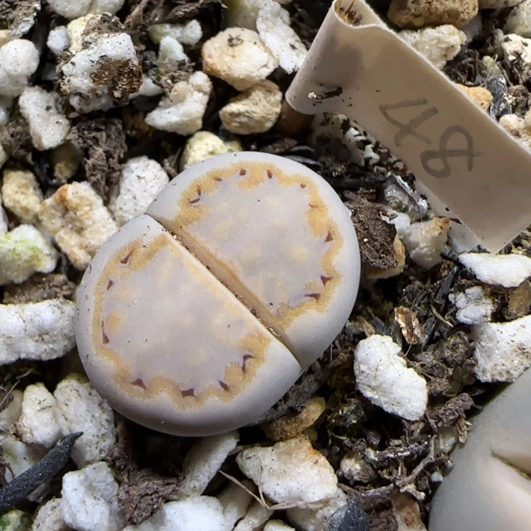 12.8。   216饼干。  2057