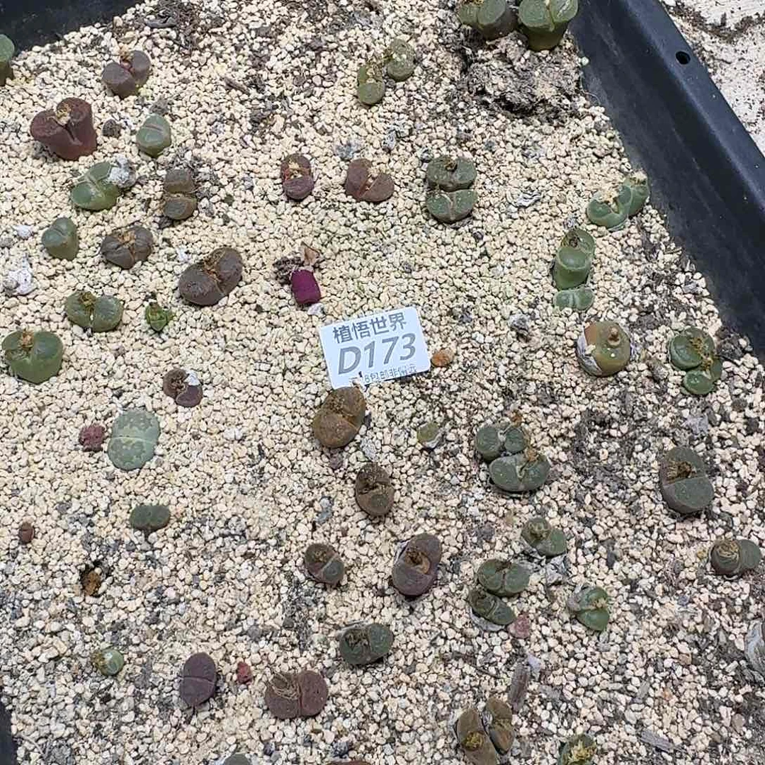 多肉植物的人生fgbn