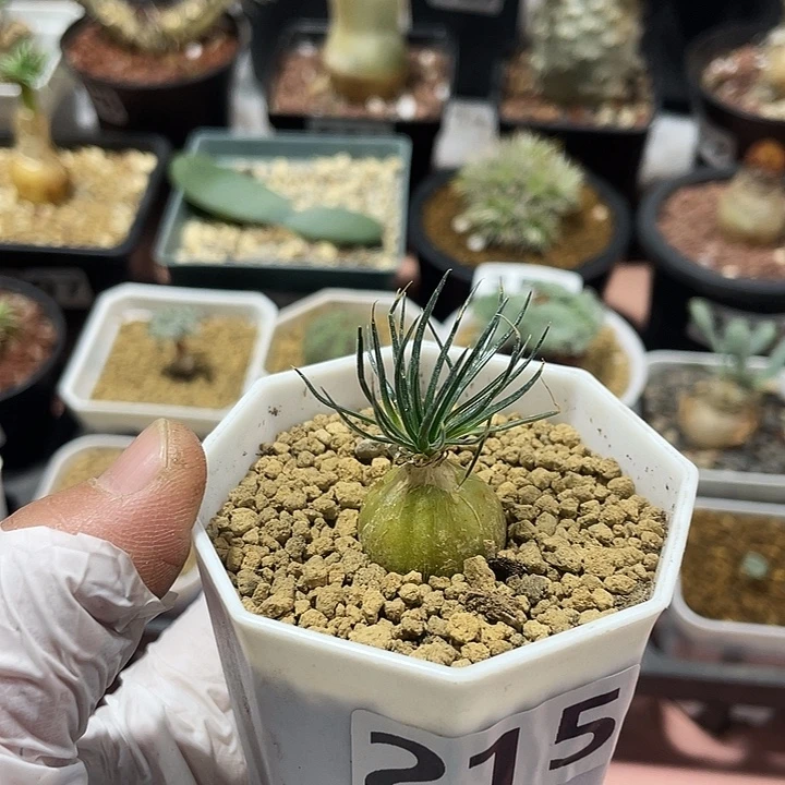 215迷你海葱块根，