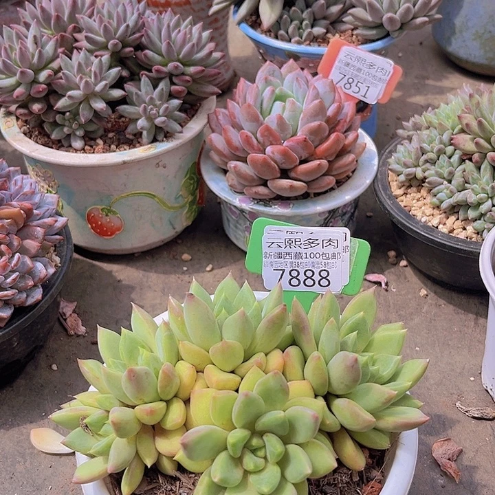 7888红象牙。