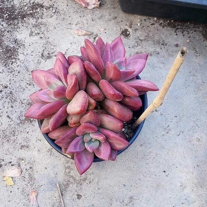 夏*赫菲斯托39.9一盆556588896