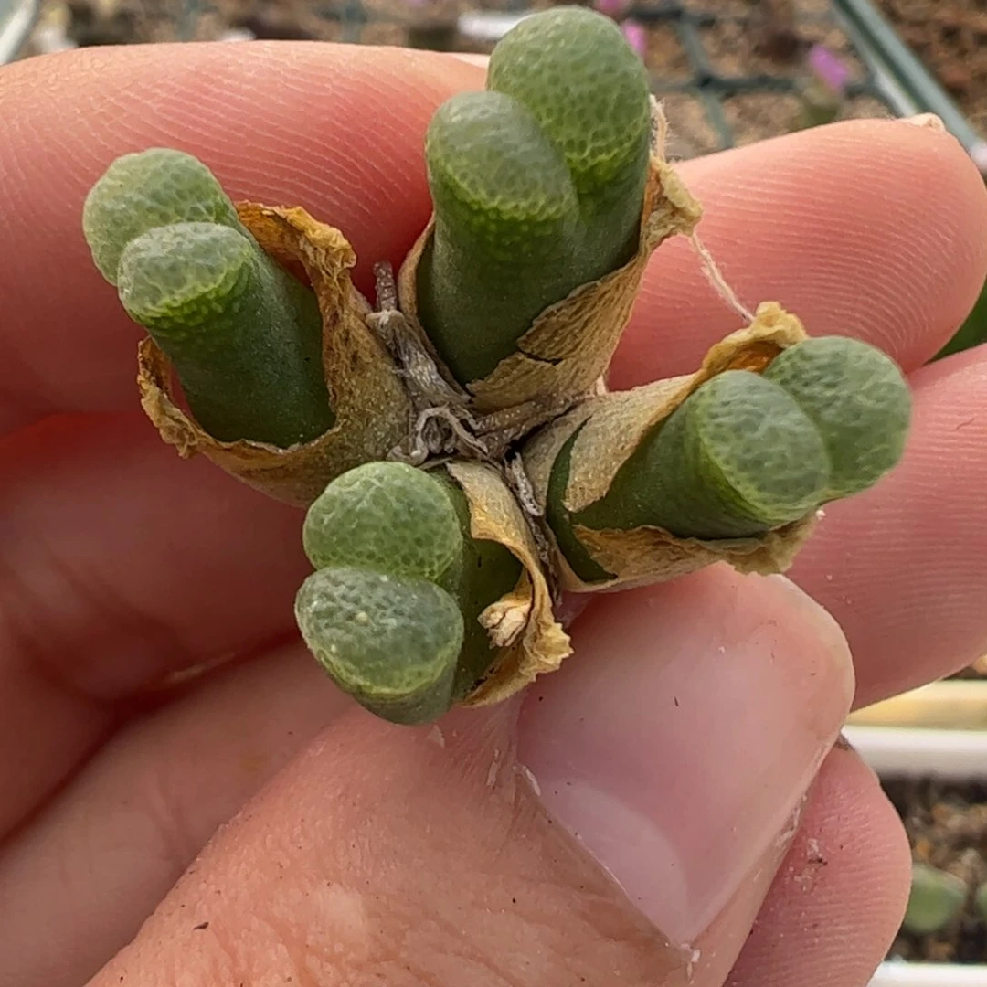 534 好看的多肉冲冲冲