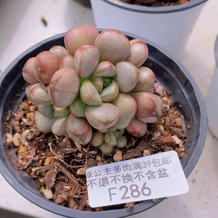 葡萄6cm286多肉植物
