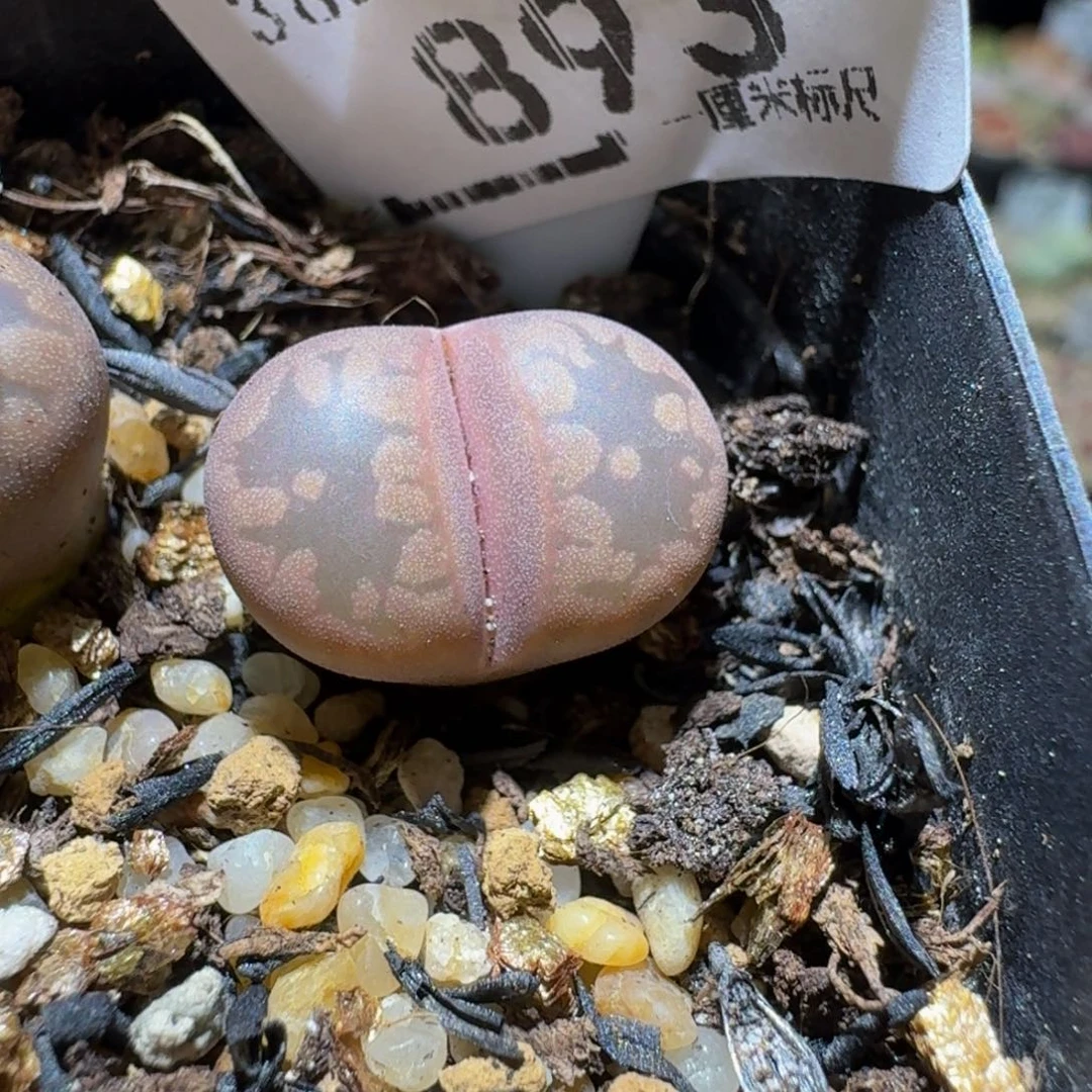 Ssss精品生石花893