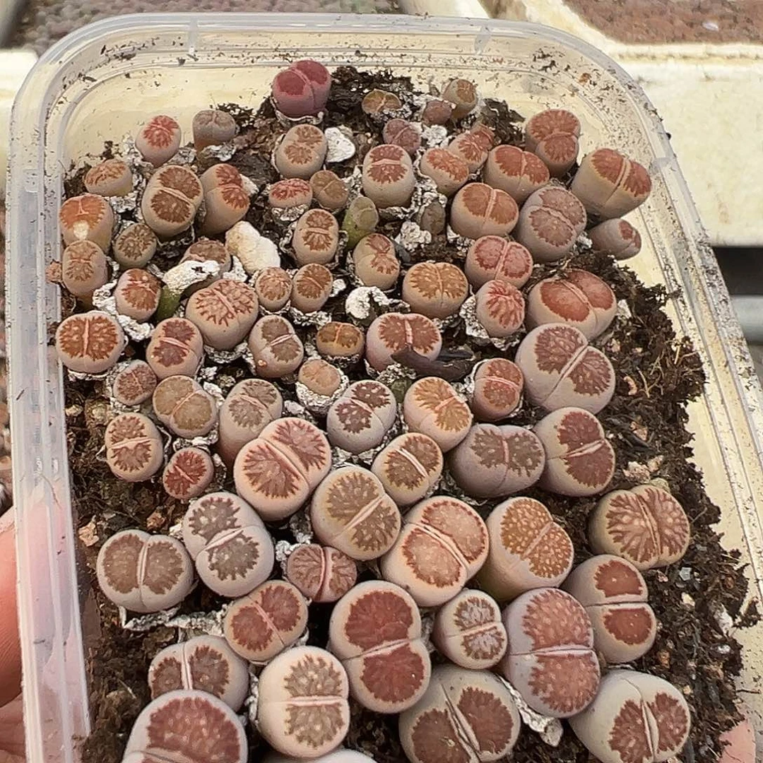 653炸了超级小美菊