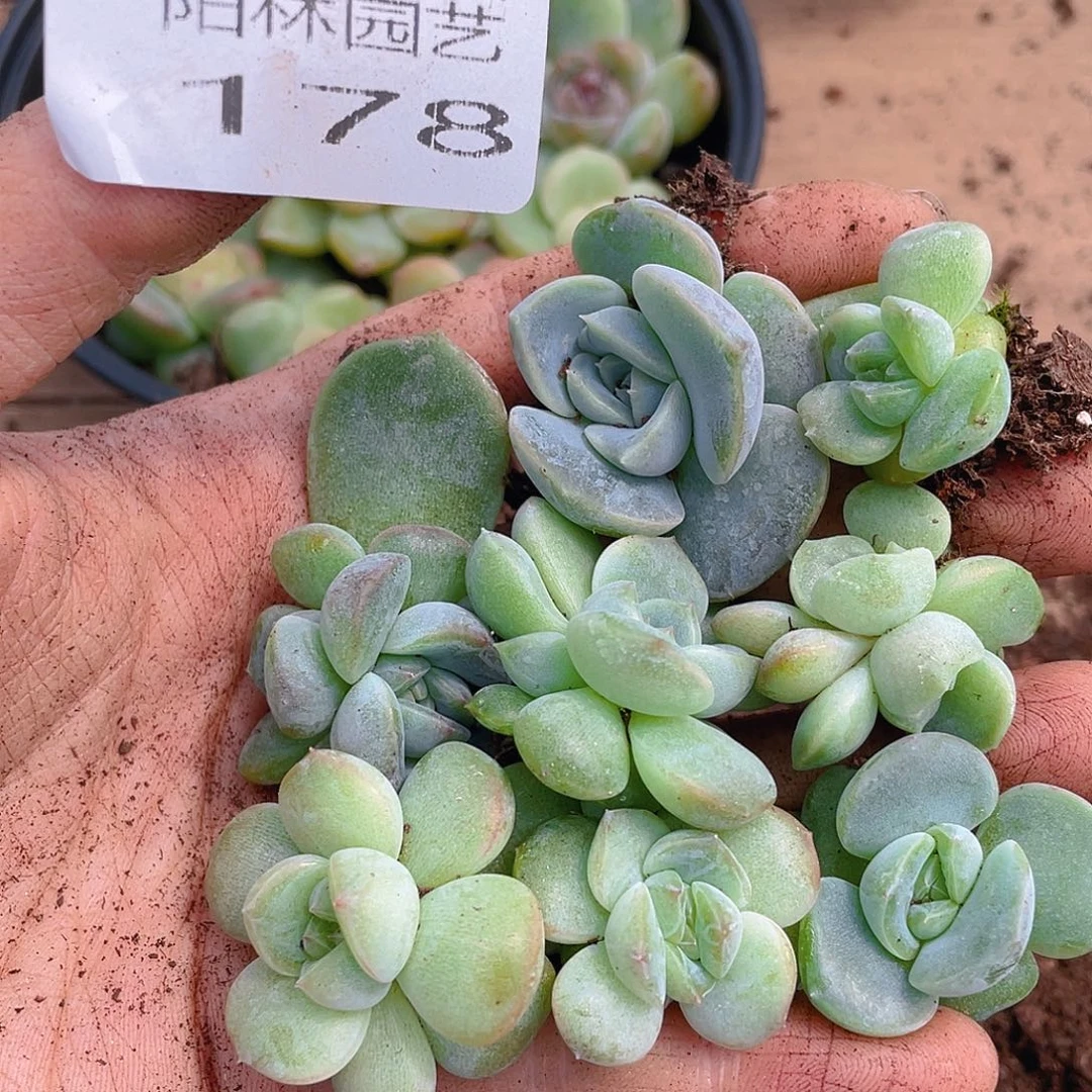 多肉植物多肉植物178