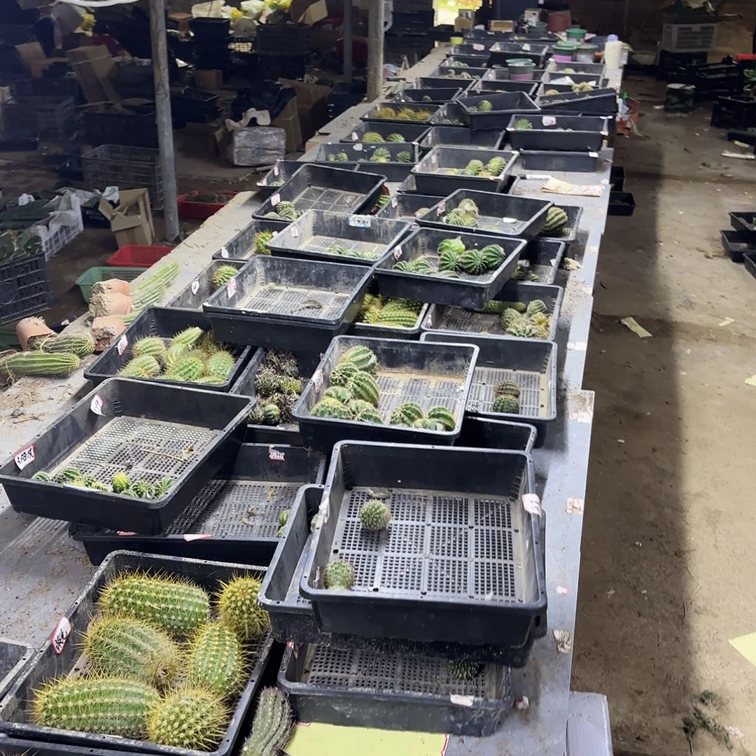 10品号混品小小仙人球