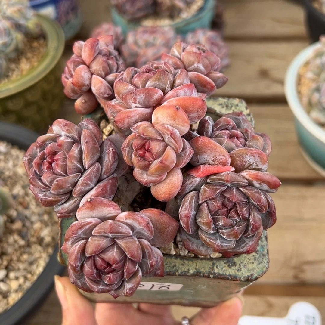 九头模特绿地紫心油脸